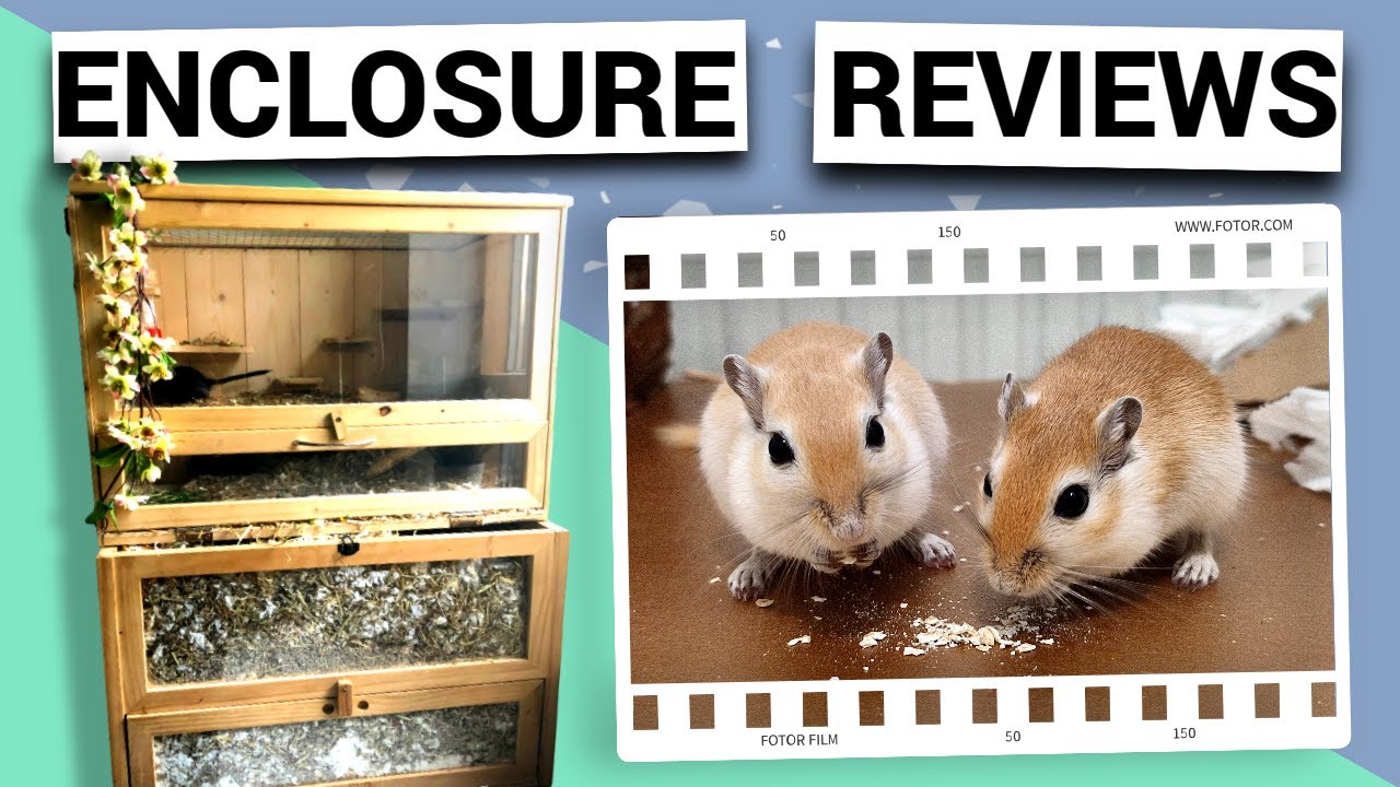 Reviewing YOUR gerbil enclosures