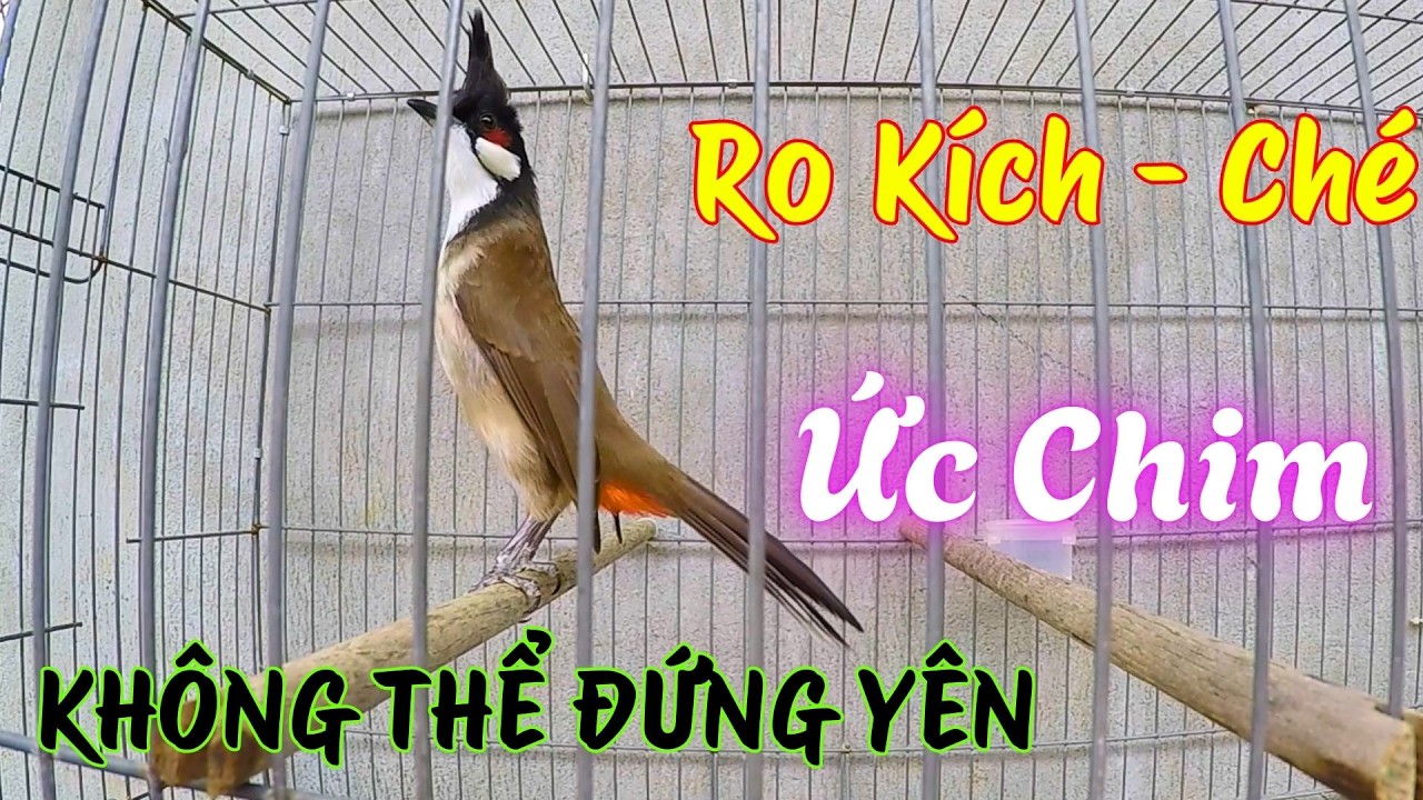Kích chào mào CHÉ | Chào mào RO kích ché, Cách luyện chào mào hót căng lửa, chào mào rò kích trống