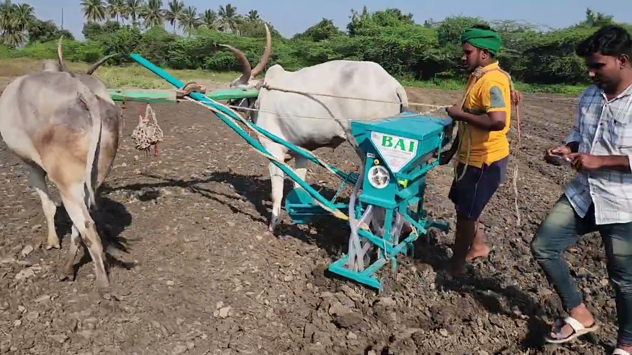 bismillah bull seeds drill(yattin kuragi)