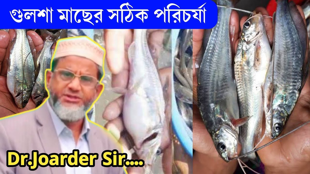 গুলশা মাছ চাষের সঠিক পরিচর্যা, গুলশা মাছের চাষ পদ্ধতি, ড.জোয়াদ্দার স্যার বায়োফ্লক অনলাইন ট্রেনিং