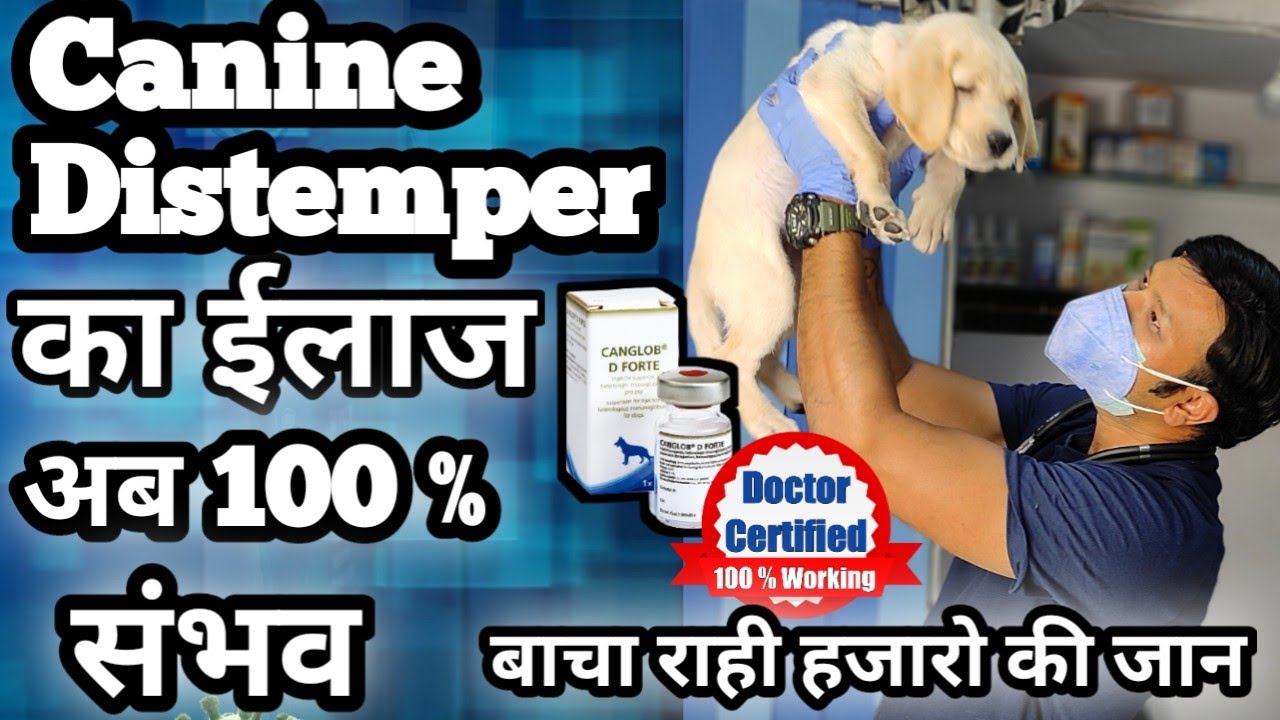 Canine Distemper की वो दावा बचा रही हज़ारो डॉग्स के जान | करे घर पर ईलाज | Treatment At Home in Dogs