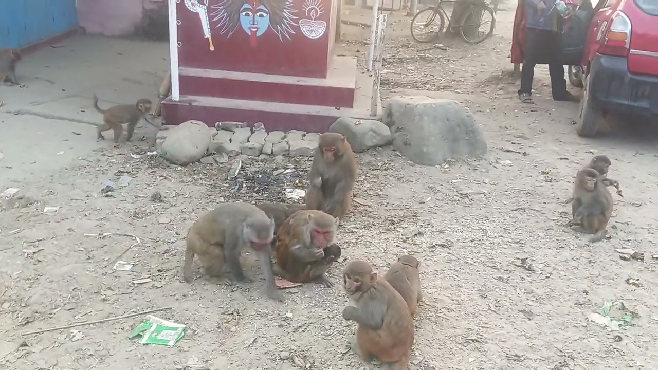 হনুমান বন্দর রামভক্ত