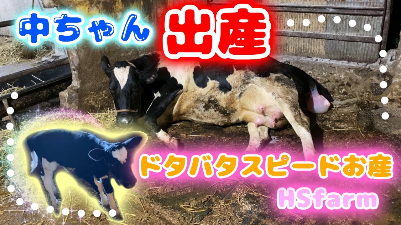 【牛の出産】中ちゃんがお産！２産目のお産は超早い！嫁が1人で介助するがモタモタ・バタバタ