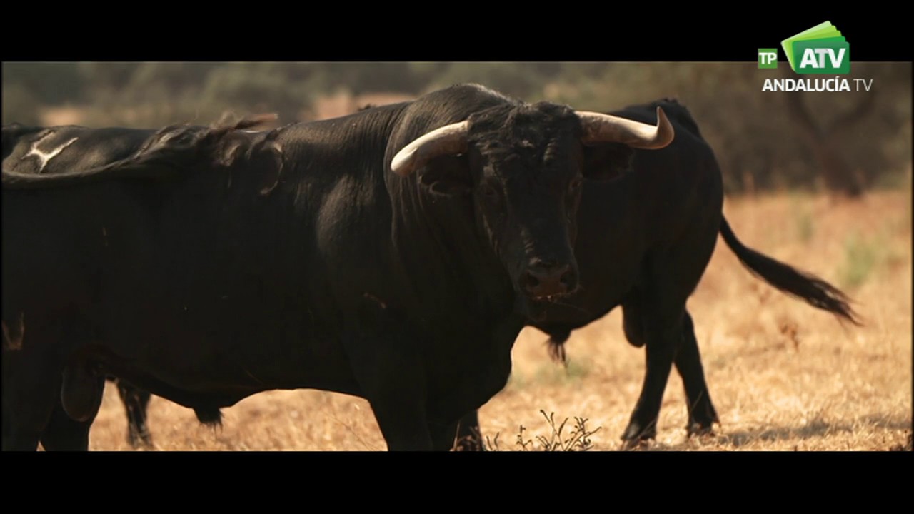Al sur del tiempo | Trigueros (Huelva)