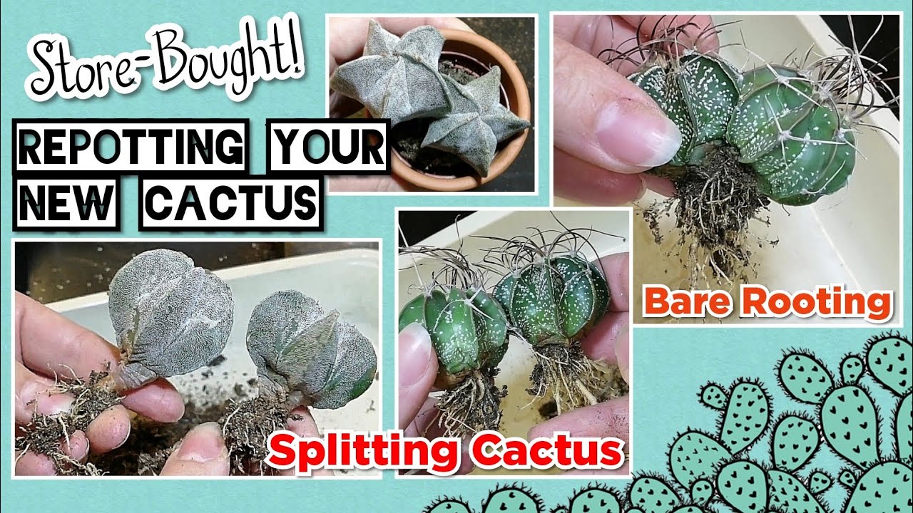 Repotting your New Cactus, Repotting STORE BOUGHT CACTUS | Bare Rooting, Separating Cactus