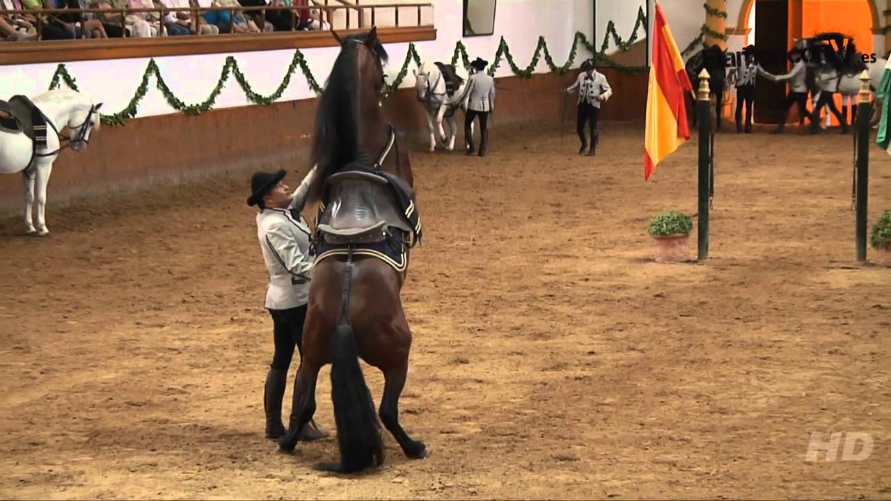 Saltos de caballos - Doma Clásica - Fundación Real Escuela Andaluza de Arte Ecuestre