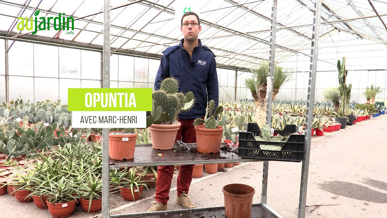 🌵CACTUS RAQUETTES, une SUCCULENTE FACILE à VIVRE - CULTURE et ENTRETIEN de l'OPUNTIA
