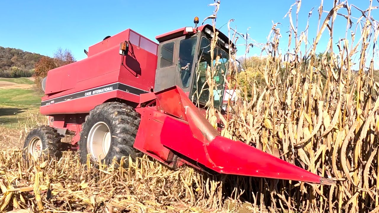 Убираю кукурузу новым комбайном Case IH 1660! Урожай 2025 года