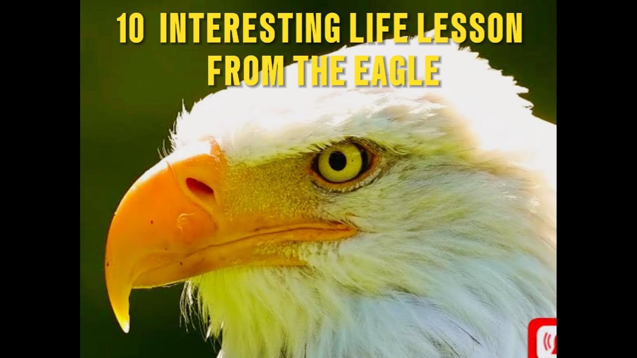 10 INTERESTING LIFE LESSONS FROM THE EAGLE