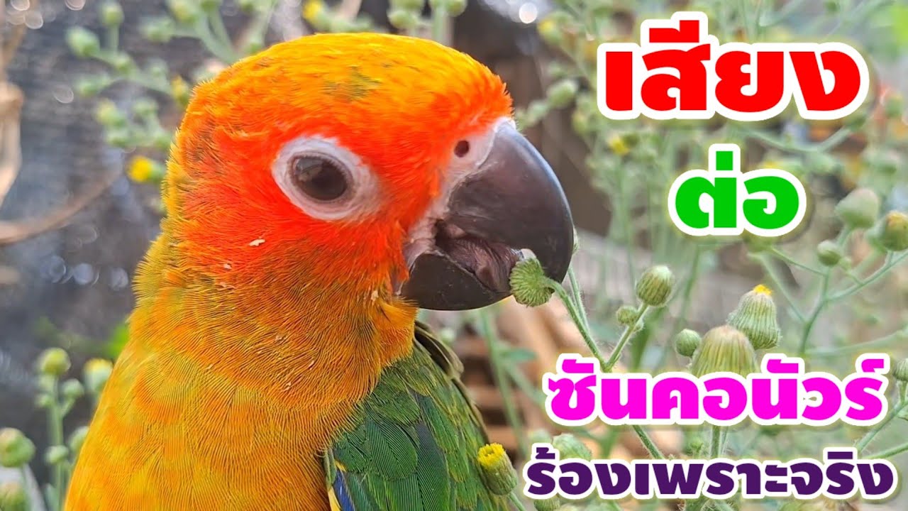 เสียงนกซันคอนัวร์ร้องเพลงเพราะมาก การันตีความเพราะ ความดัง ความเสียงดีไม่มีใครเปรียบได้ เลิศที่สุด