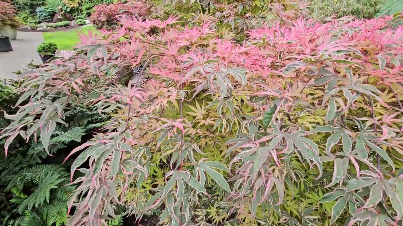 Beautiful Geisha Gone Wild Japanese maple  - WATCH MORE  @amazingmaples  CONTAINER GARDENING
