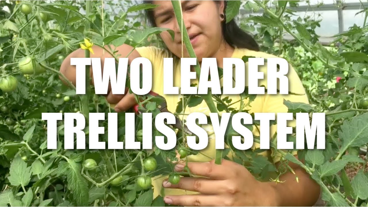 Pruning Tomatoes in a 2 Leader Trellis System