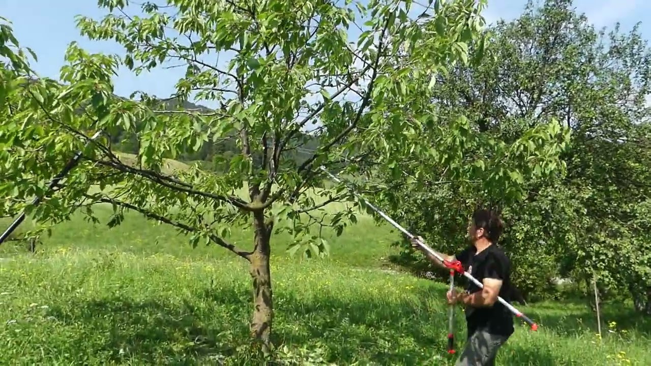 Obrezovanje češnje poleti