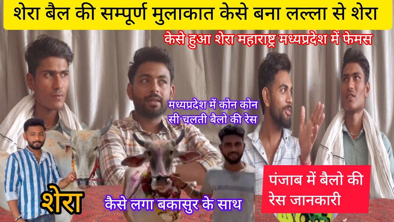 शेरा बैल की सम्पूर्ण मुलाकात केसे हुआ महाराष्ट्र मध्यप्रदेश में फेमस शेरा Shera bail