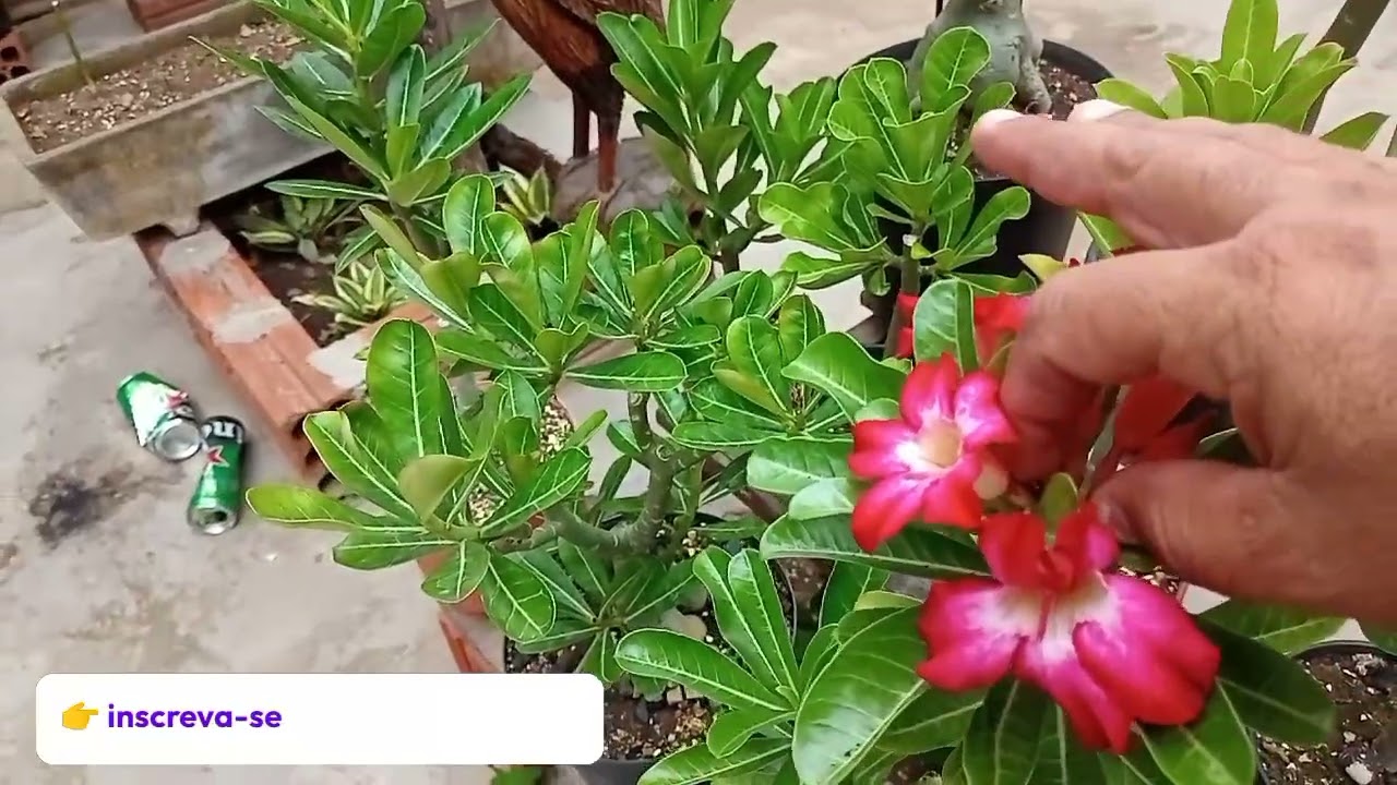 Arrumando a casa e lavando roupa