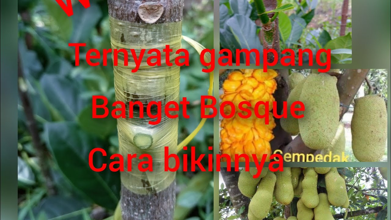 cara merubah nangka jadi Cipedak. #okulasi #grafting #samcuk