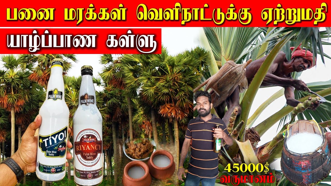 யாழ்ப்பாண கள்ளு /  இலங்கையின் பனை மரக்கள் வெளிநாட்டுக்கு ஏற்றுமதி / Jaffna toddy / vasi view