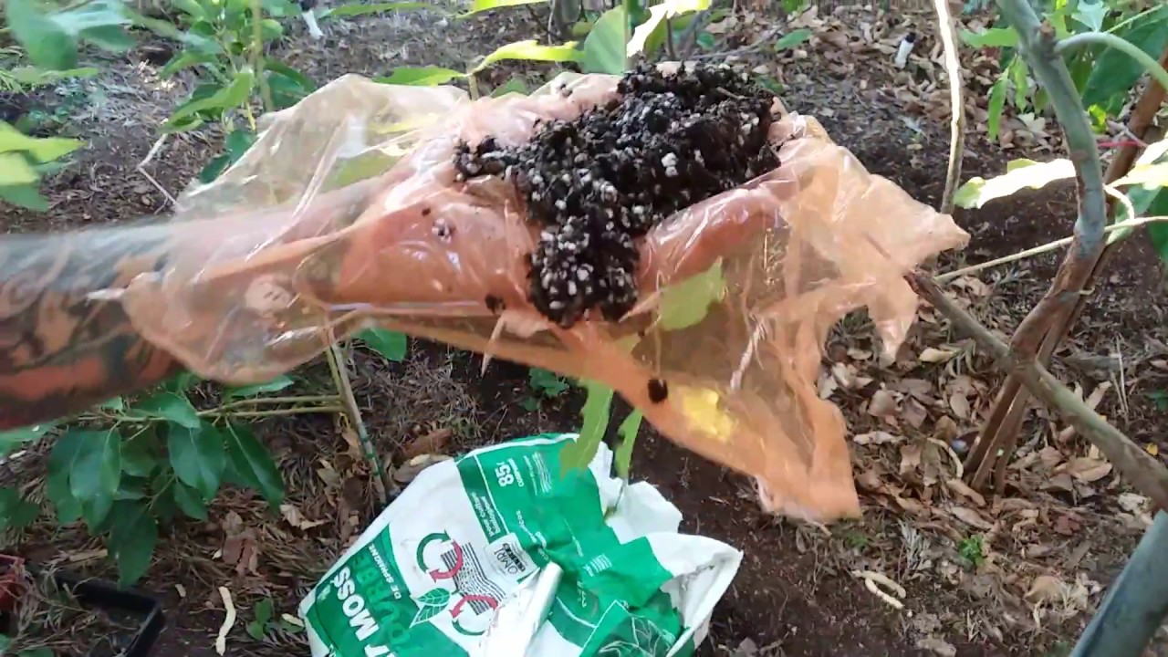 Air Layering a Rainbow Eucalyptus Part 1! Clone any tree! Fruit or shade