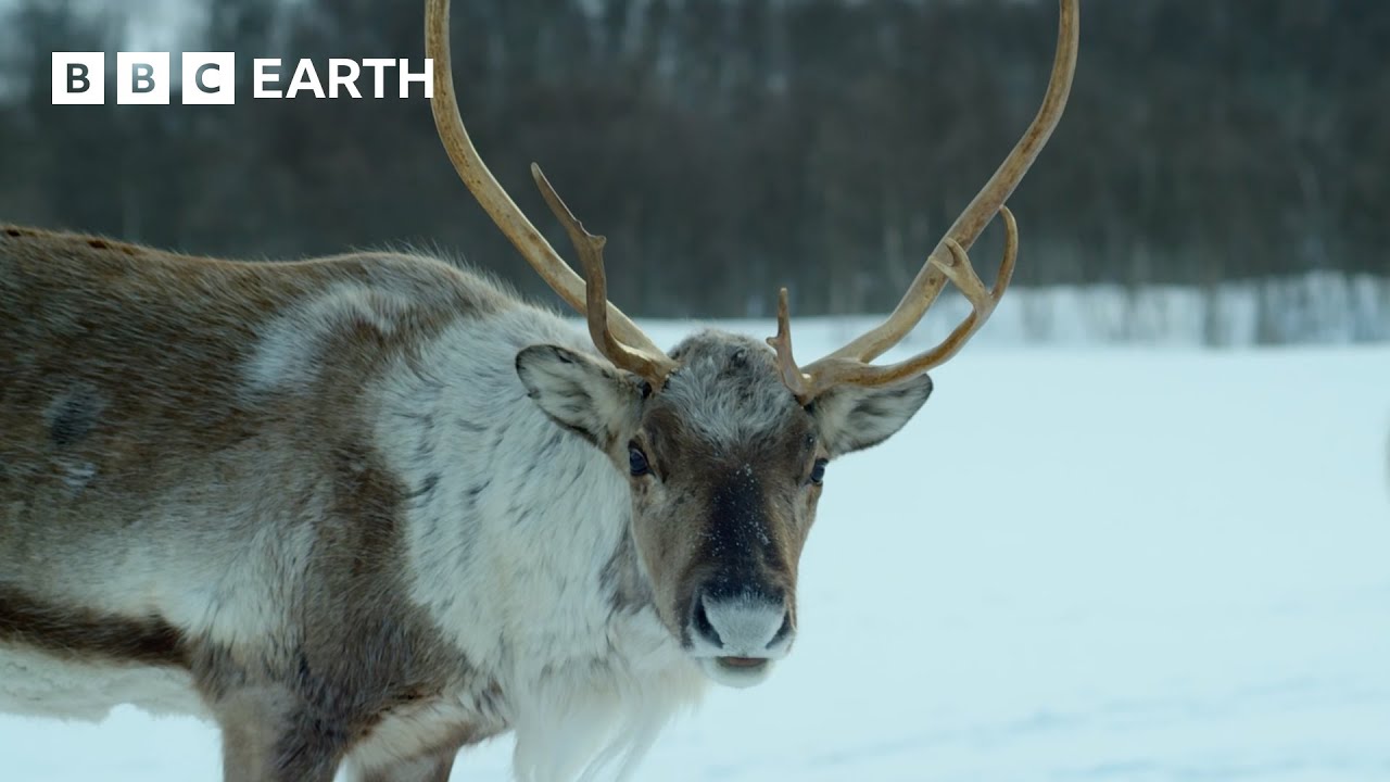 Reindeer's Amazing Adaptations to Living in Snow | Snow Animals | BBC Earth Kids