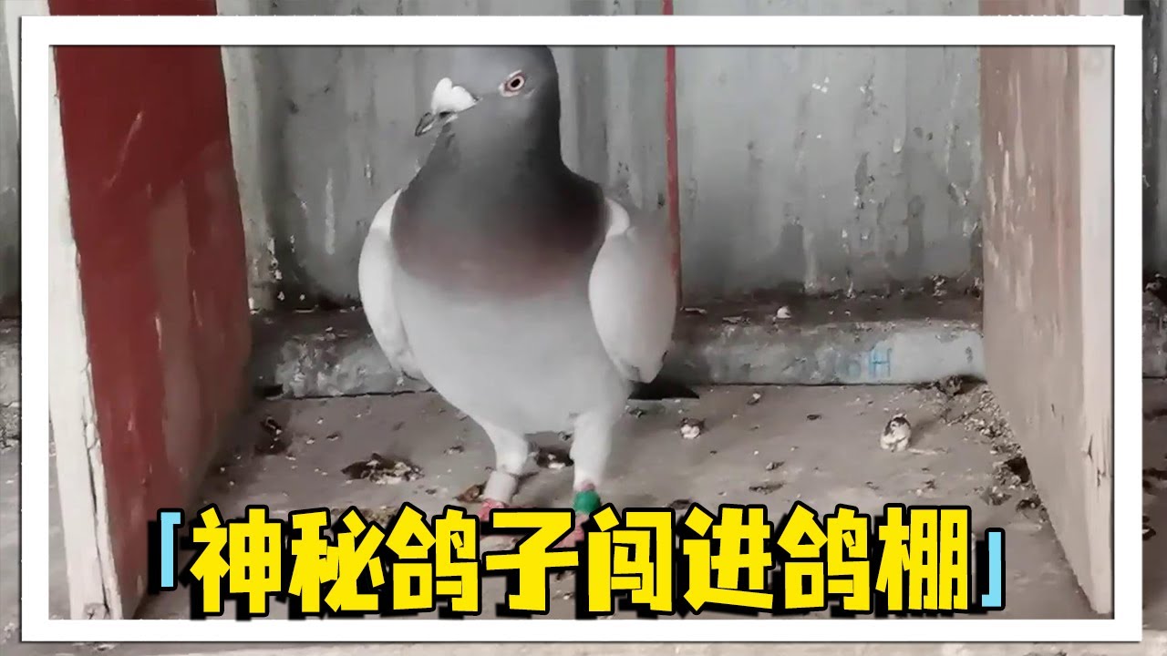 农村达叔准备放鸽，却发现神秘鸽子闯进鸽棚，神秘足环从未见过【农村达叔】