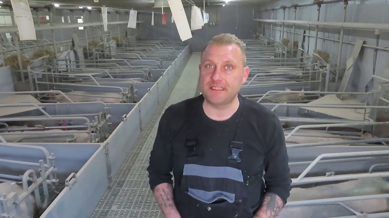 En dag i STALDEN #8 - Den store lortespand, Smågrisehule og tankvask.