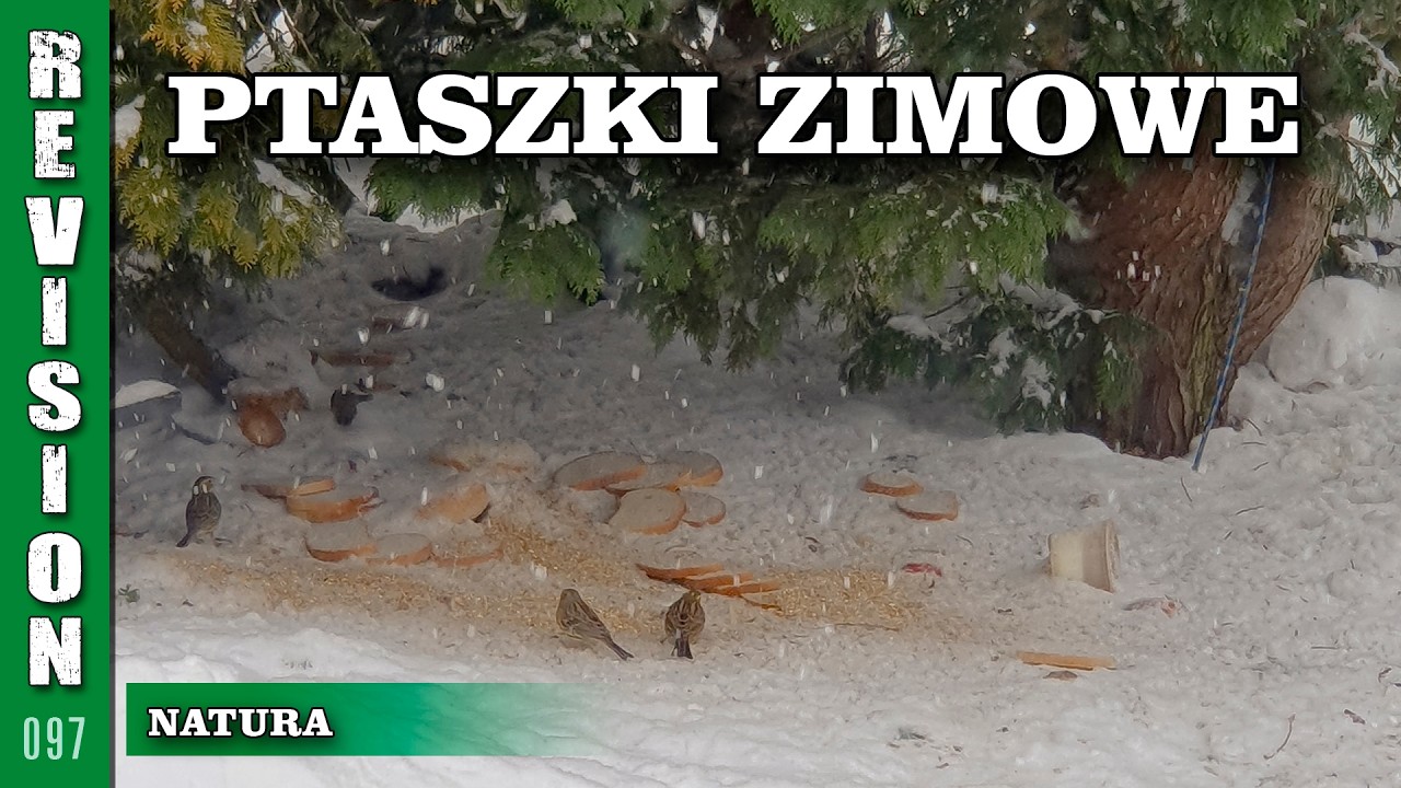 Ptaszki zimowe - dokarmianie
