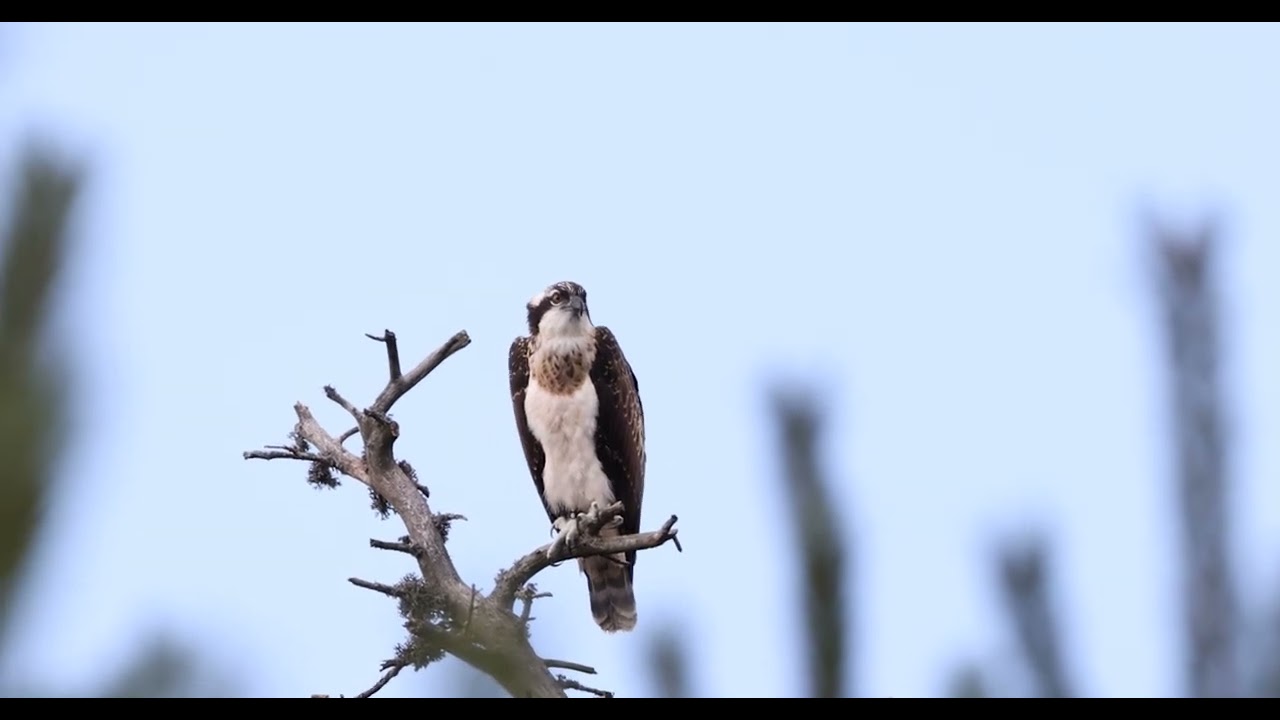 Fiskeørn - Osprey / Eagle Video 2