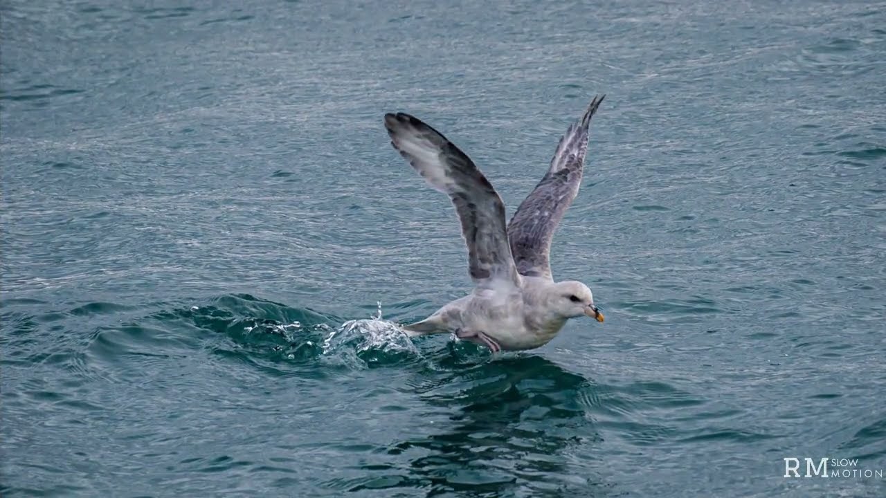 A northern fulmar taking off at slow motion - 1000 fps