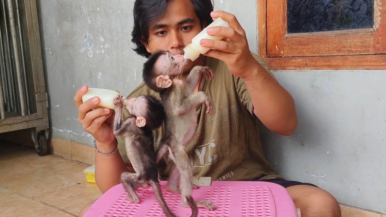 HOW TO TRAIN A LITTLE MONKEY TO STAND UP TIGHT & SO THAT THE LEG MUSCLES GET STRONGER‼️