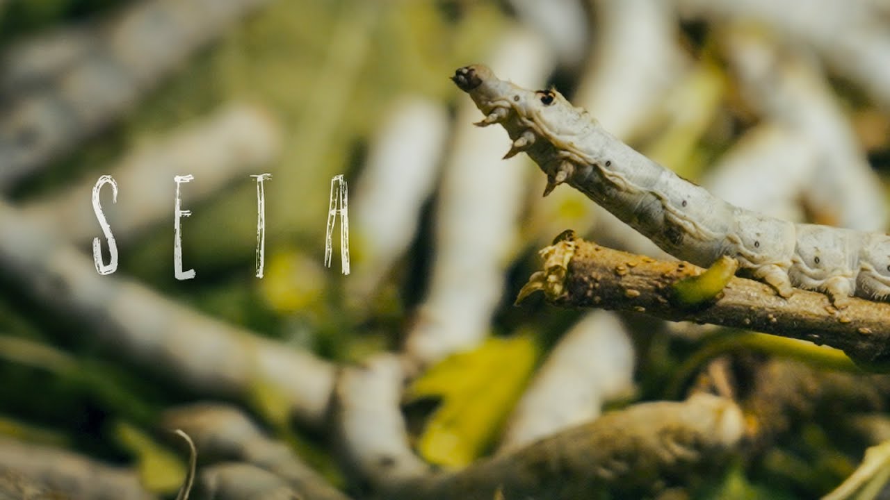 SETA - Un documentario sui bachi da seta