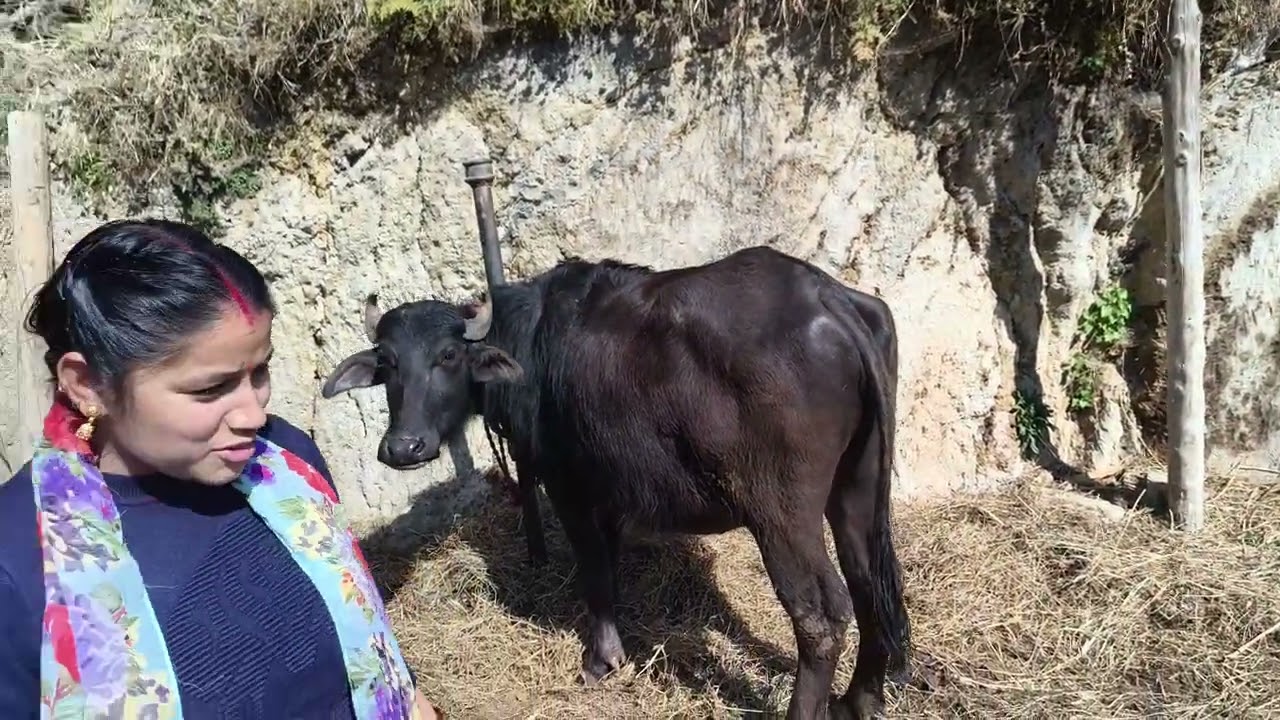 Uttarakhand Valo Ghar Video #uttarakhand #pahdi 