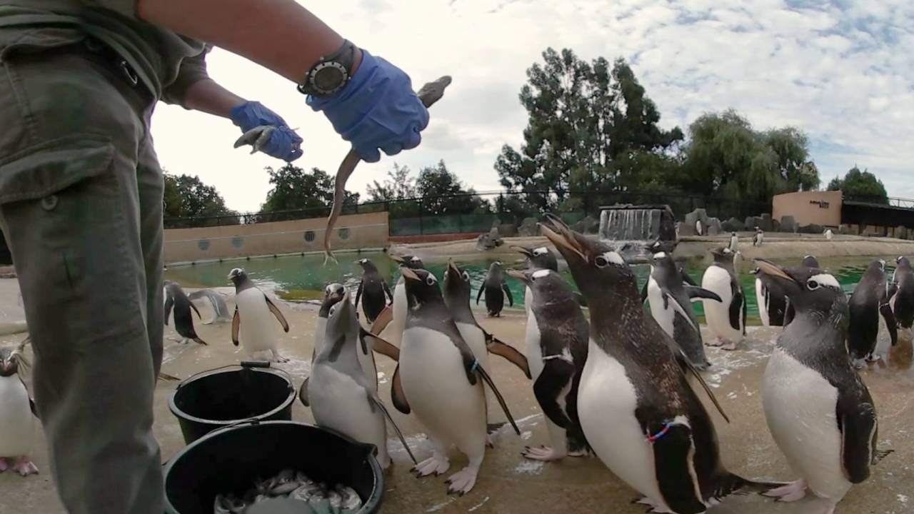 Feeding time at the penguins - 360 video at RZSS Edinburgh Zoo