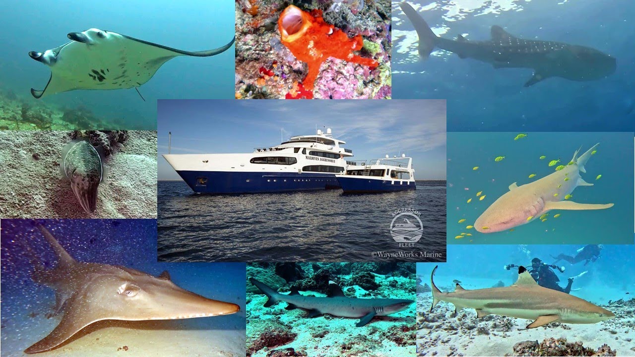 Diving Maldives with MA2