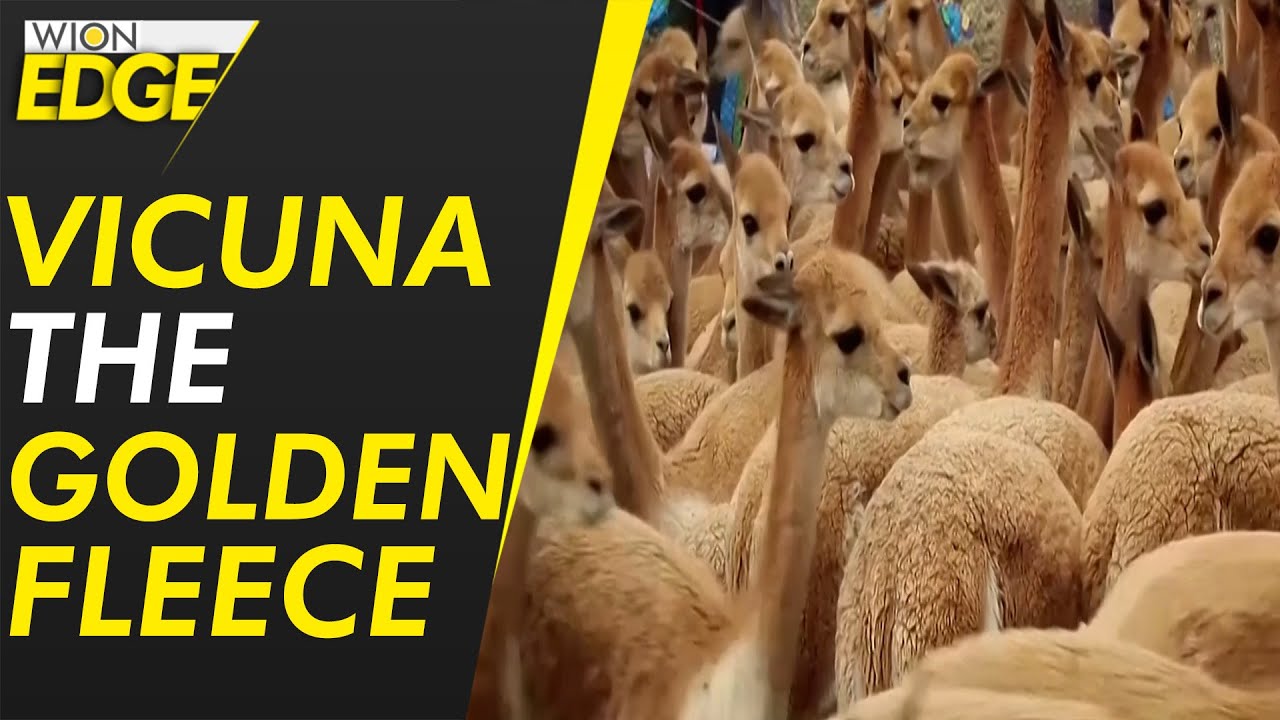 Peru seeks to repopulate its vicuna population | WION Edge
