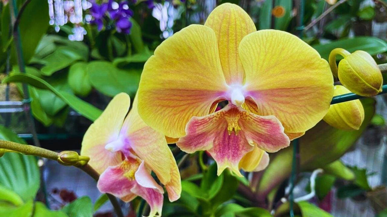 SÓ PHALAENOPSIS BIG LIP TOP | JD Orquídeas