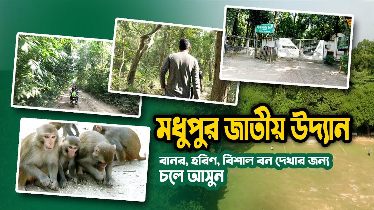 বিশাল মধুপুর জাতীয় উদ্যান । Modhupur National Park । টাঙ্গাইল