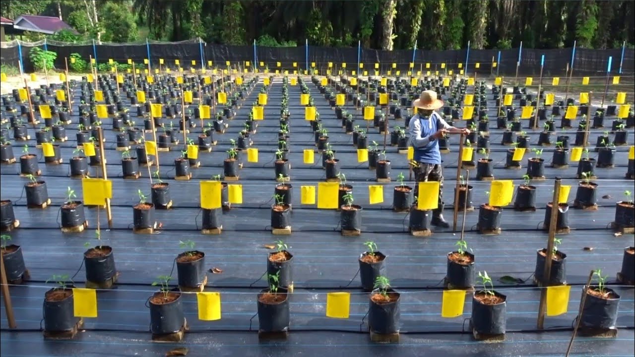 Growing chili in polybags, install insect traps | ep49 | Tanam cili di polibag, pasang gam serangga