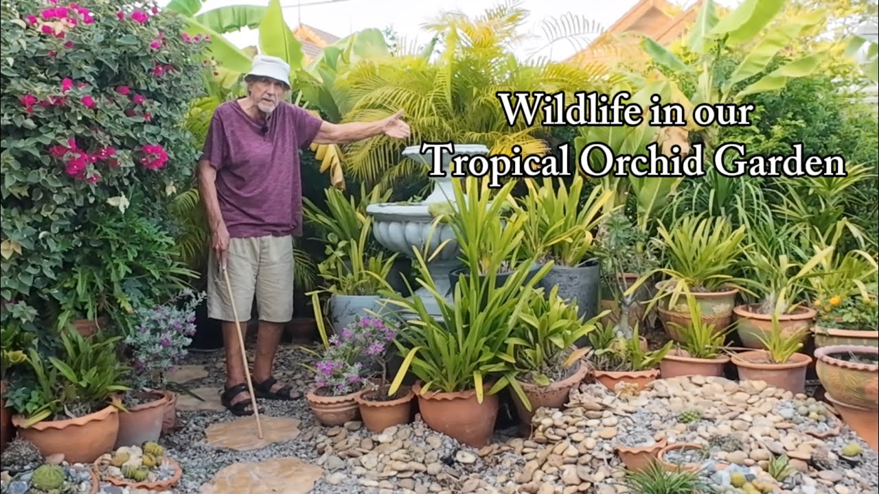 16a | Wildlife in our Tropical Orchid Garden | Part 1 of 3