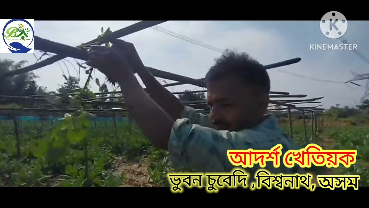 ফুলকবি খেতি কৰি বছৰি কৰে লাখ টকা উপাৰ্জন..আগতীয়াকৈ কৰিব পৰা কবি খেতি. 