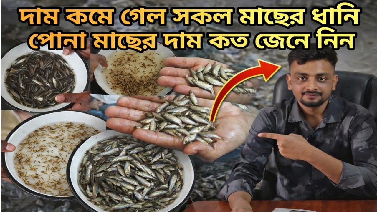 সকল প্রোকার ধানি ও চারাপোনার দাম কত?সাদা মাছের ধানি ও চাপের পোনার দাম দর