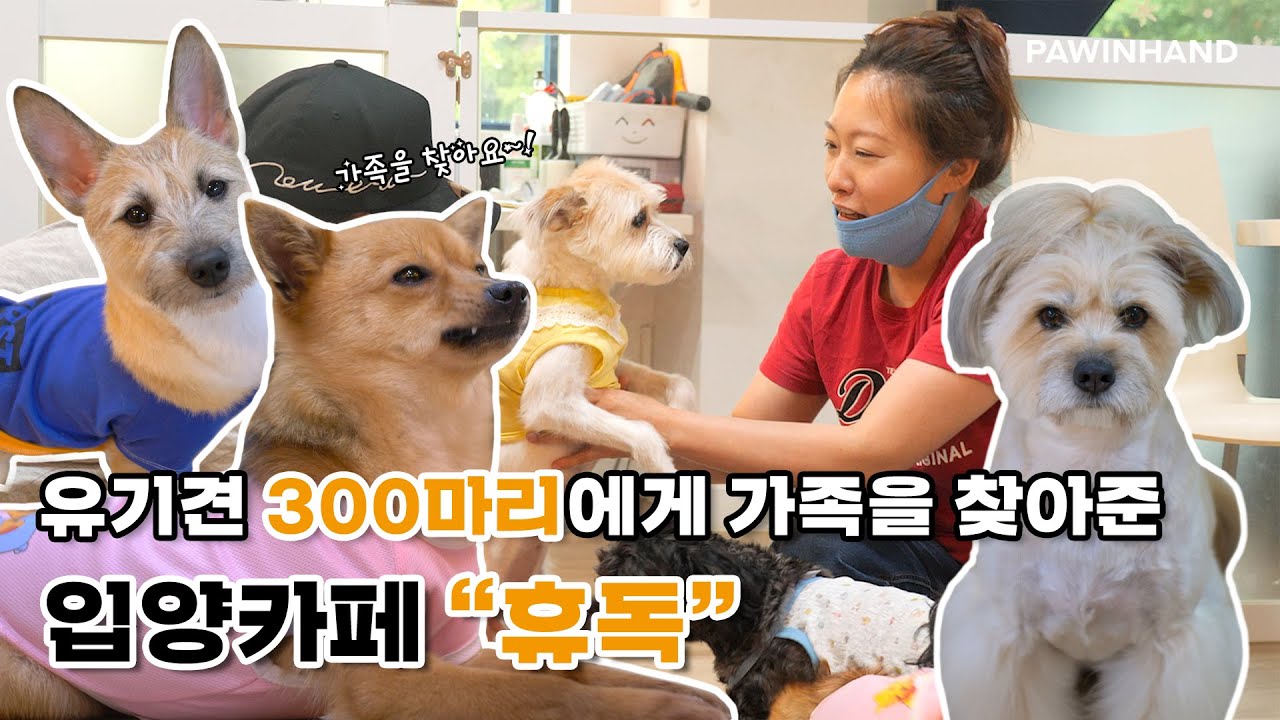 유기견 300마리에게 따뜻한 가족의 품을 선물해준 입양 카페 휴독