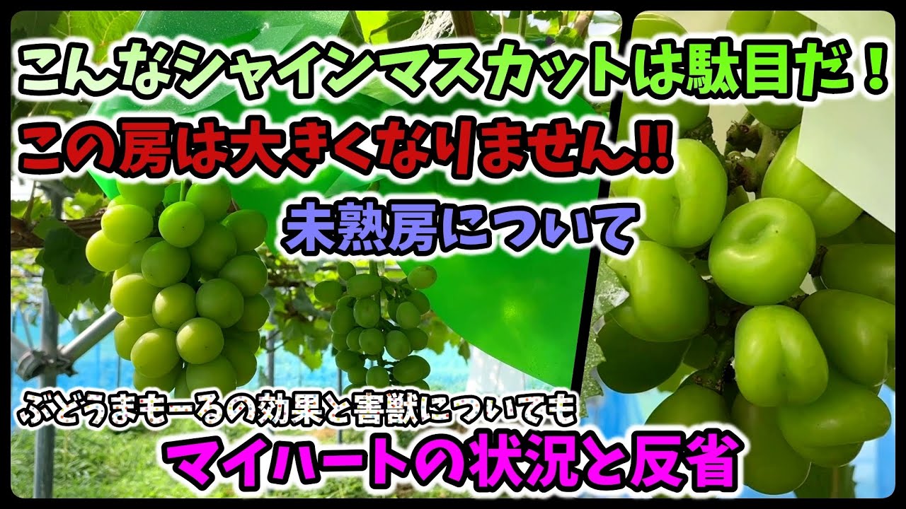 【🍇ぶどう】一生肥大しないシャインマスカット！反省のマイハートの房の状況・害獣被害報告と対策【162回目】佐賀県吉野ヶ里町でシャインマスカットなど果樹栽培日誌＃ぶどう栽培#シャインマスカット