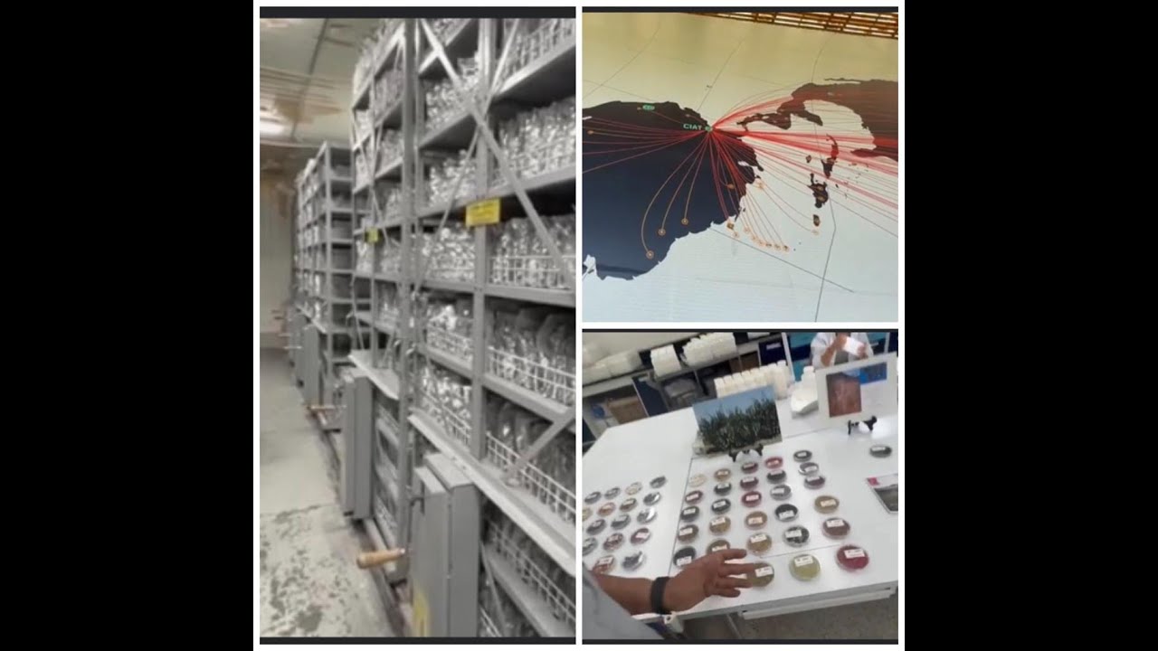 'Semillero del futuro', alimentos en el CIAT del Valle para el mundo, semillas conservadas