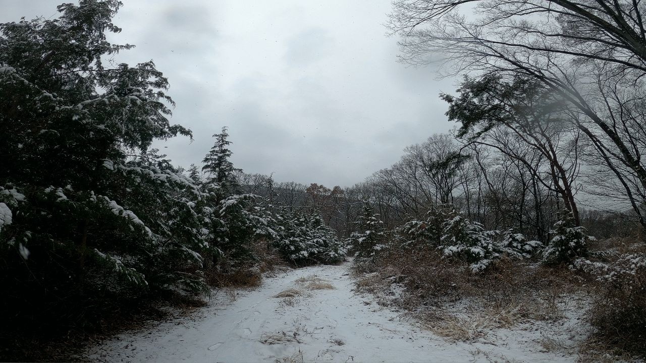 하얀눈이 내리는 2월을 보내며, Snowfall Serenity: 2 Hours of Winter Forest Calm#겨울숲#힐링영상#눈내리는풍경#HealingASMR