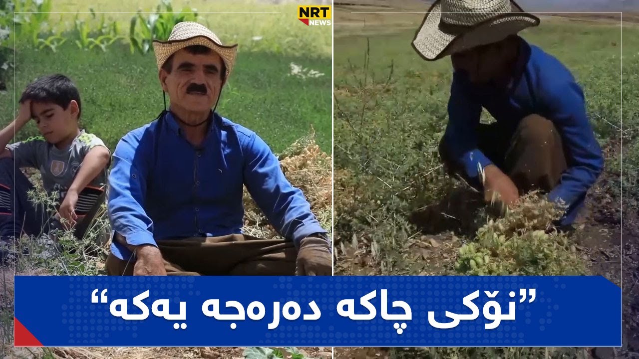 وەرزی دەسکەنەکردنی نۆک دەستیپێکردووە و بە خێزانی هاتوون نۆک دەسکەنە دەکەن