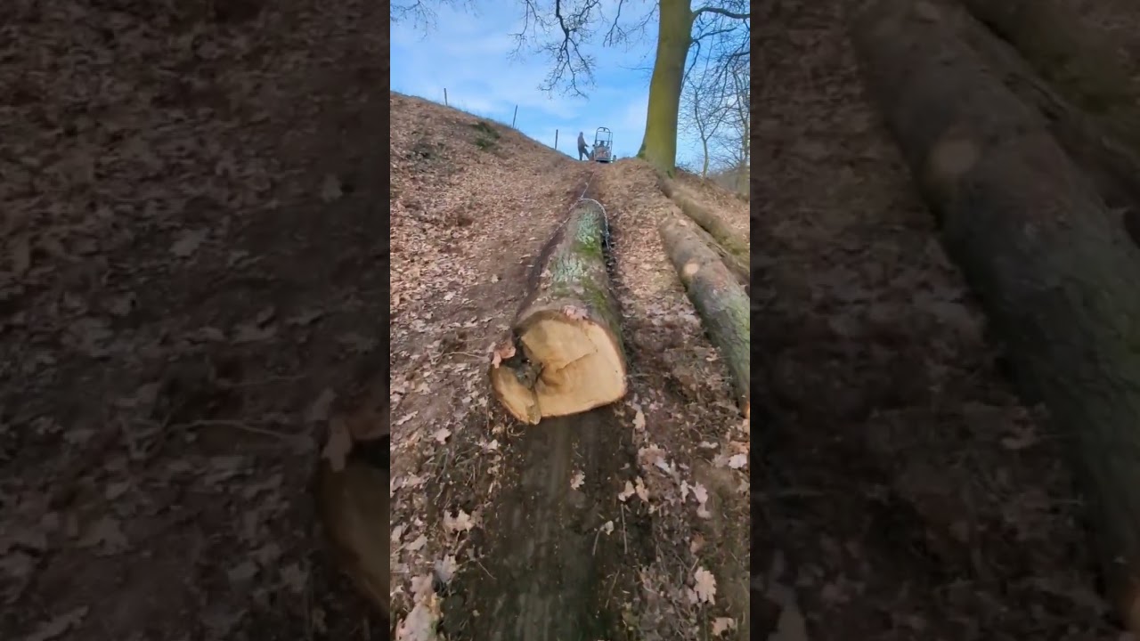 Kleintraktor Solis 26 mit R&uuml;ckeschild zieht dicke Eiche auf Anh&auml;nger!