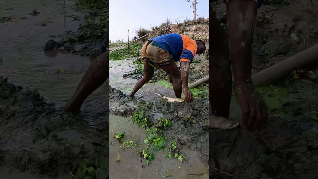 Best Village Fishing Video During Dry Season #fishing  #fish #bigfish #freshwaterfish #fishingvideo