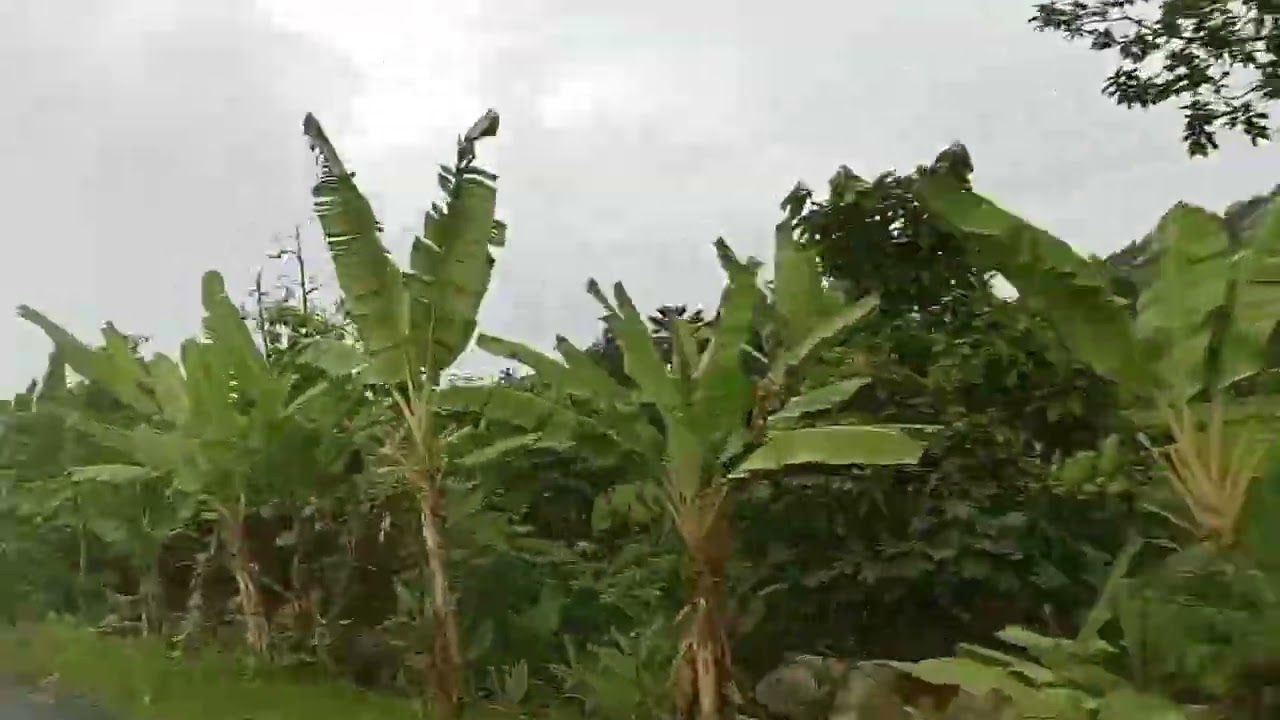 Keseruan bertualang hutan kampung kehujanan