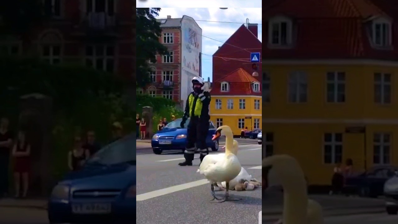 Harmonious Hearts! The Symphony of Human-Animal Bonds 🎵❤️🐾  #shorts #viral