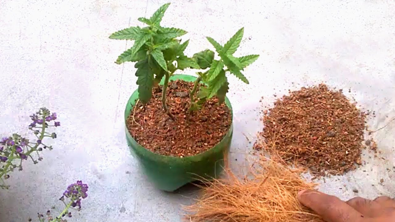 Grow plants faster using coco peat | How to use coco peat for gardening